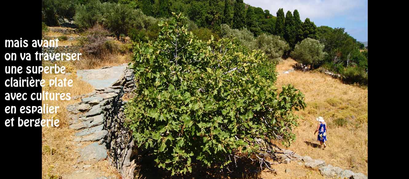 Apoikia