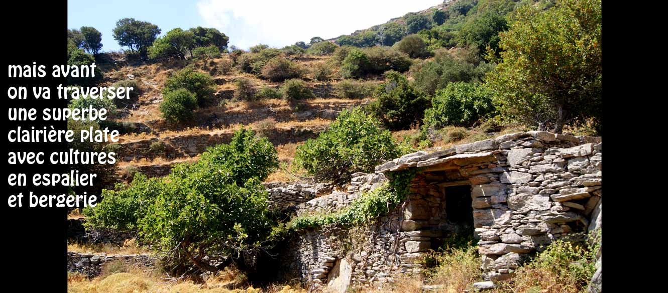 Apoikia