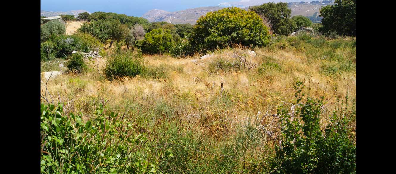 Apoikia