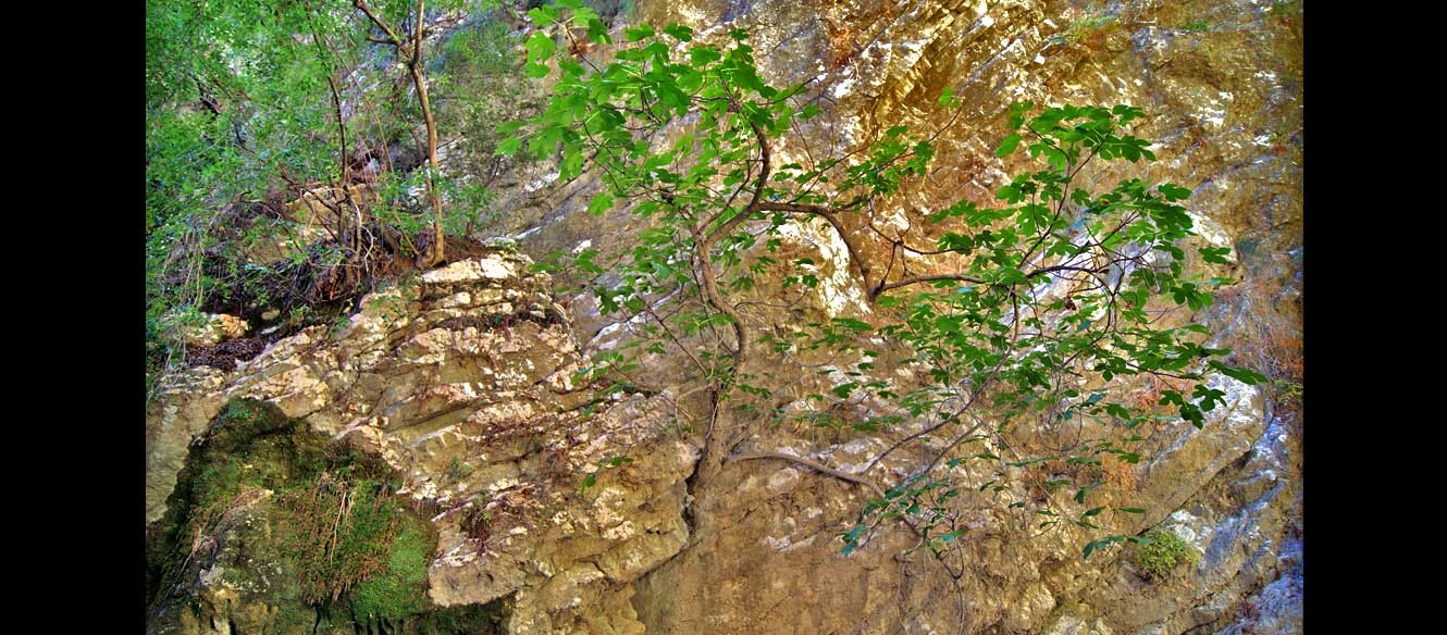 Cascade