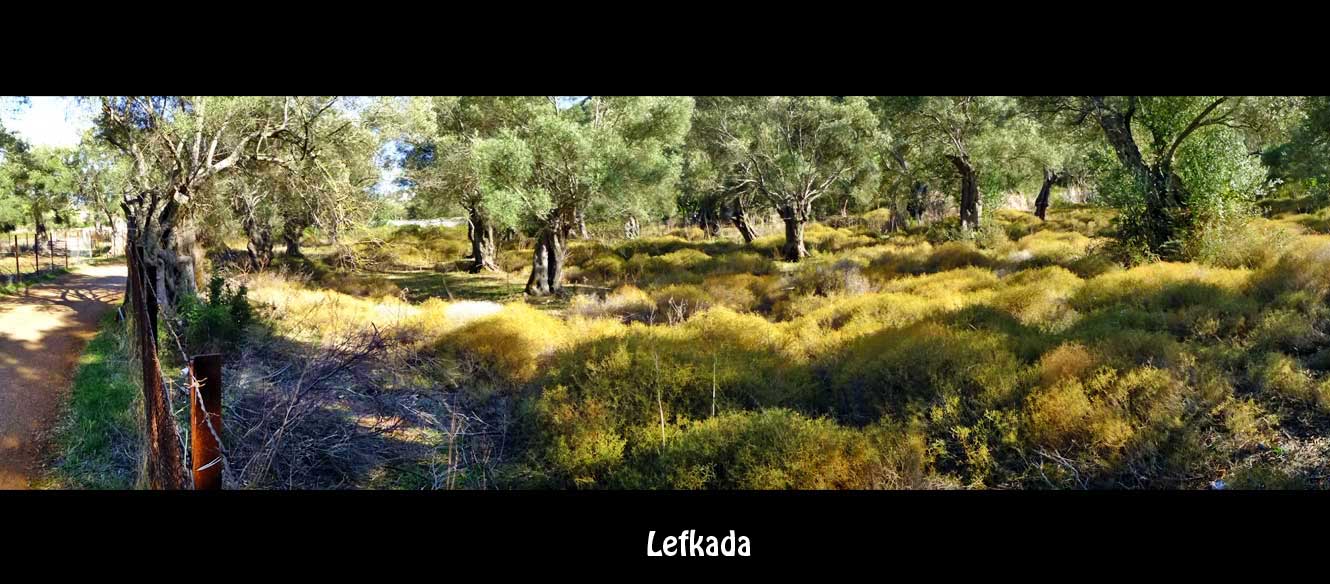 Leucade