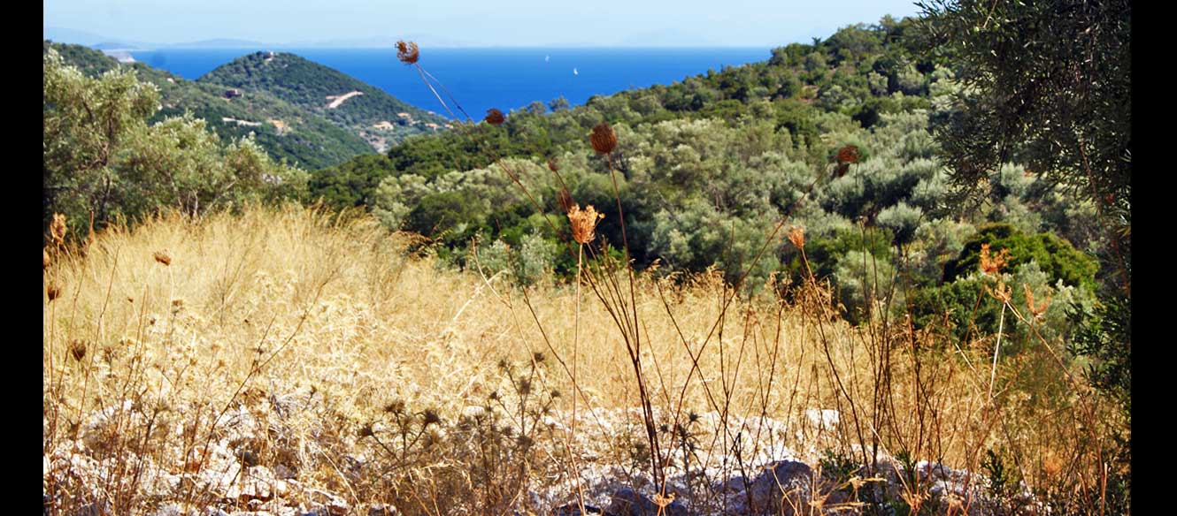 Sivota