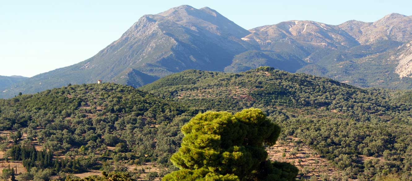 Sivota
