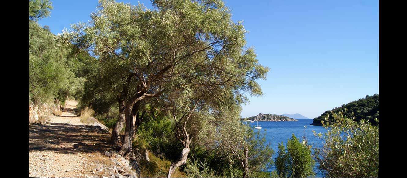 Sivota