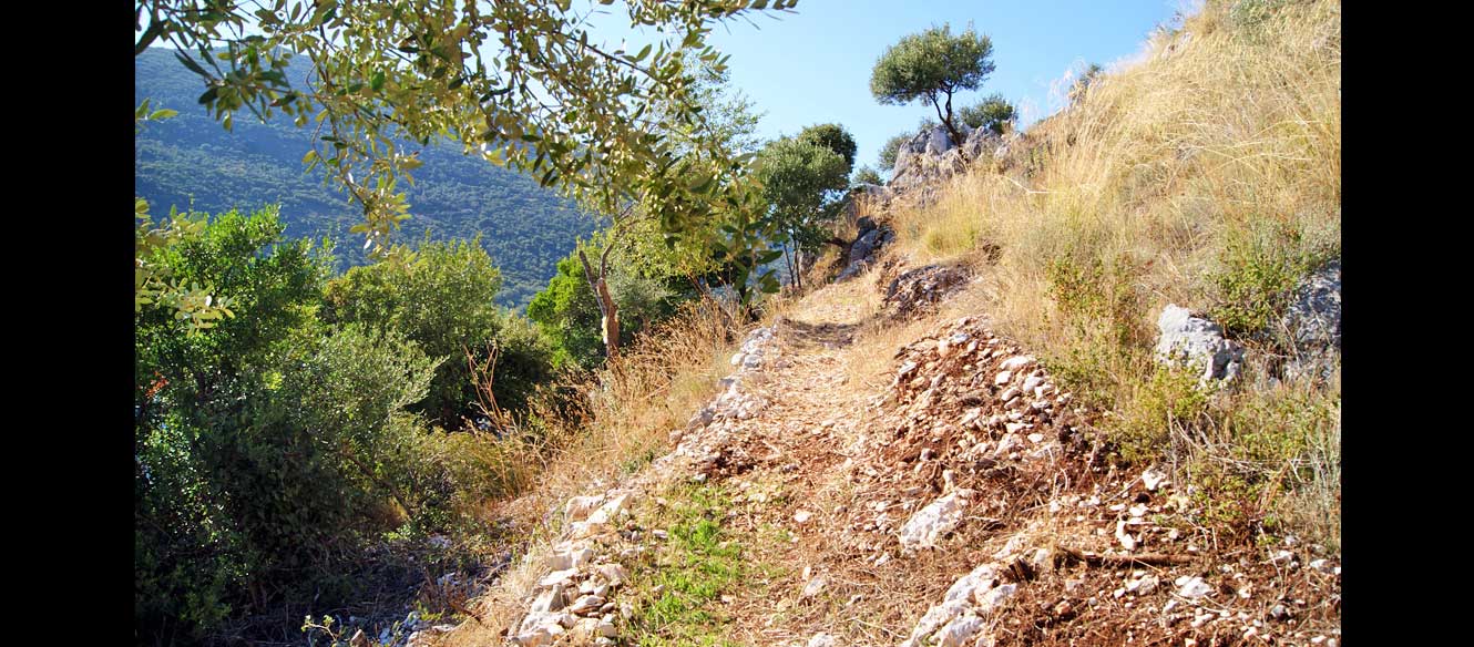 Sivota