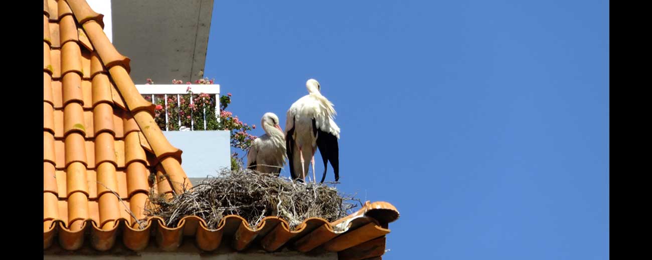 Cigognes