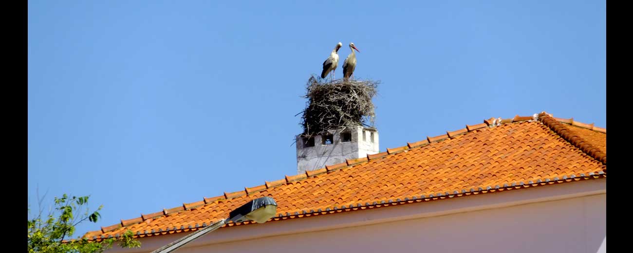 Cigognes