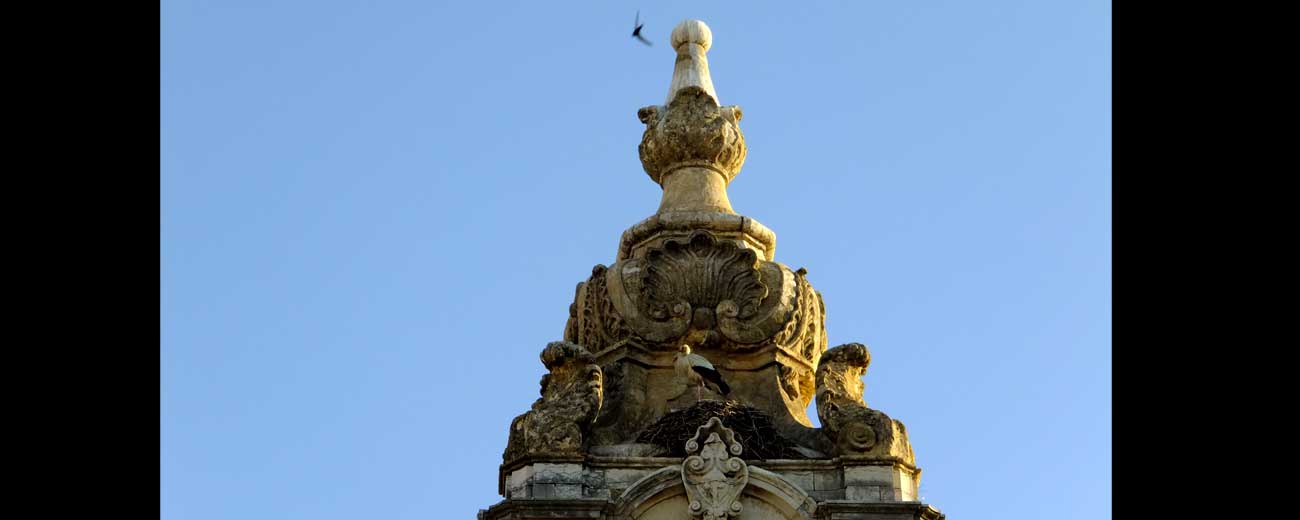 Cigognes