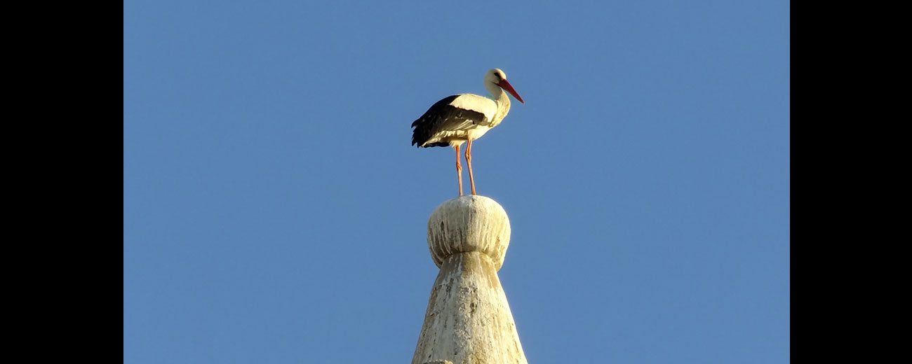 Cigognes