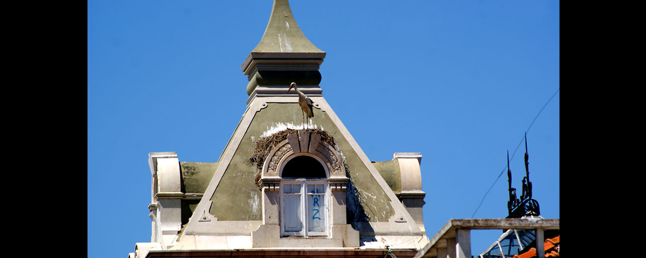Cigognes