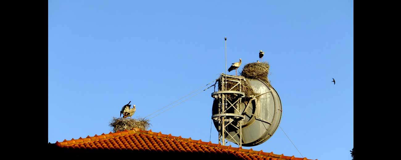 Cigognes