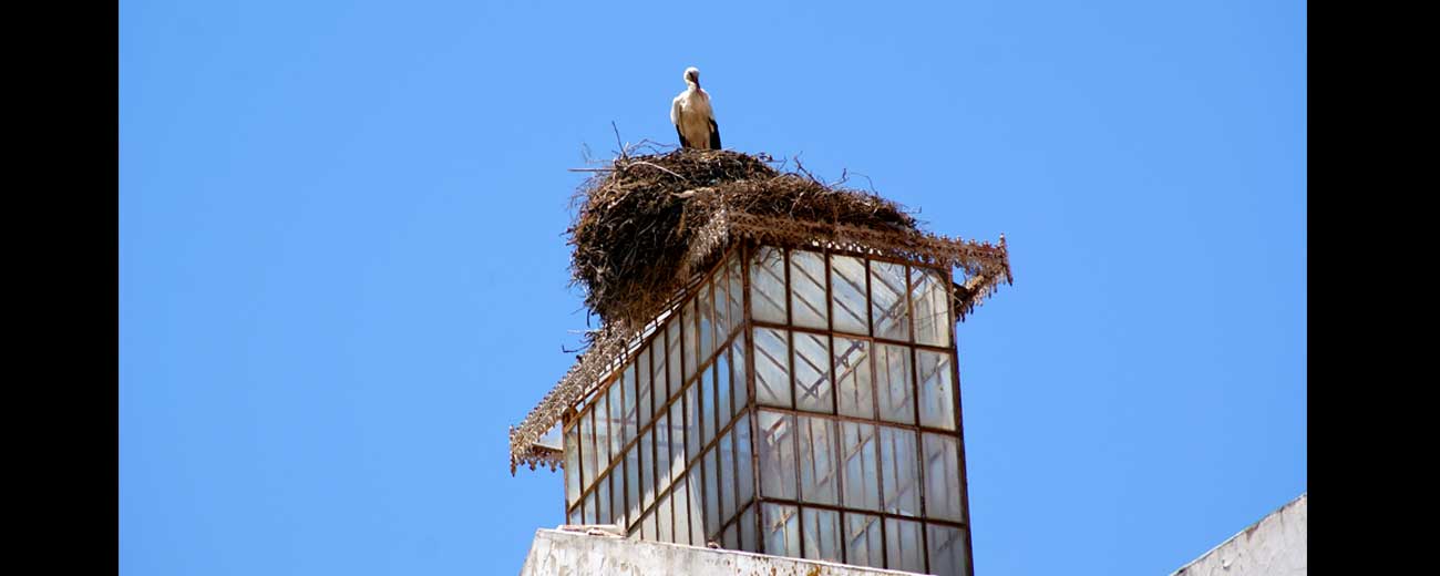 Cigognes