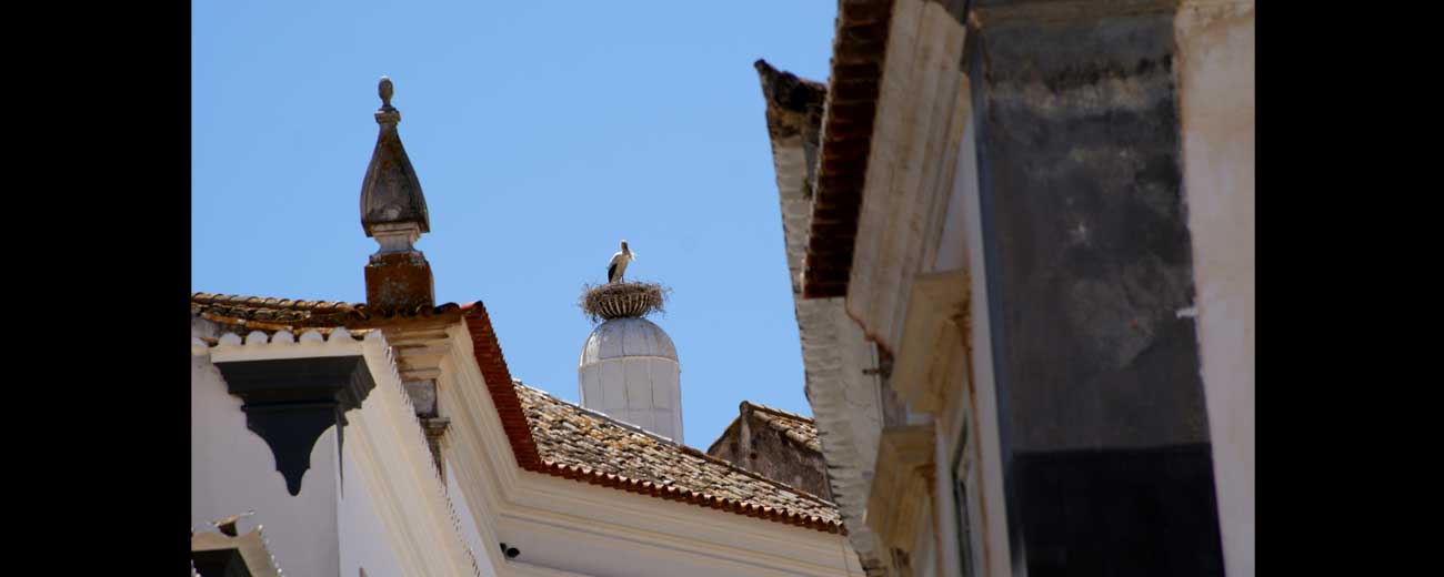 Cigognes