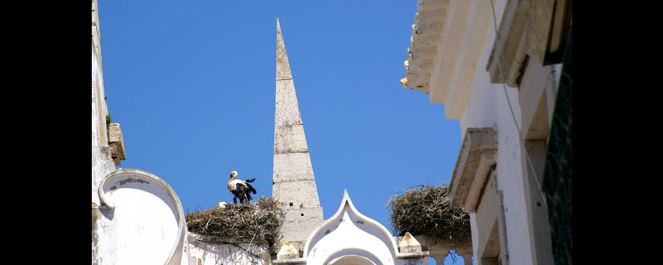 Cigognes