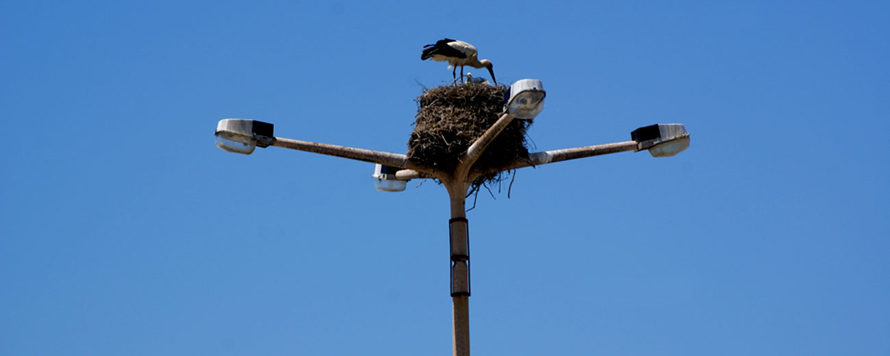 Cigognes