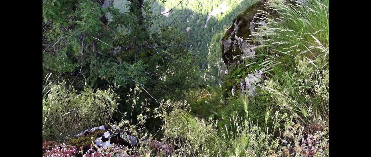 Vikos