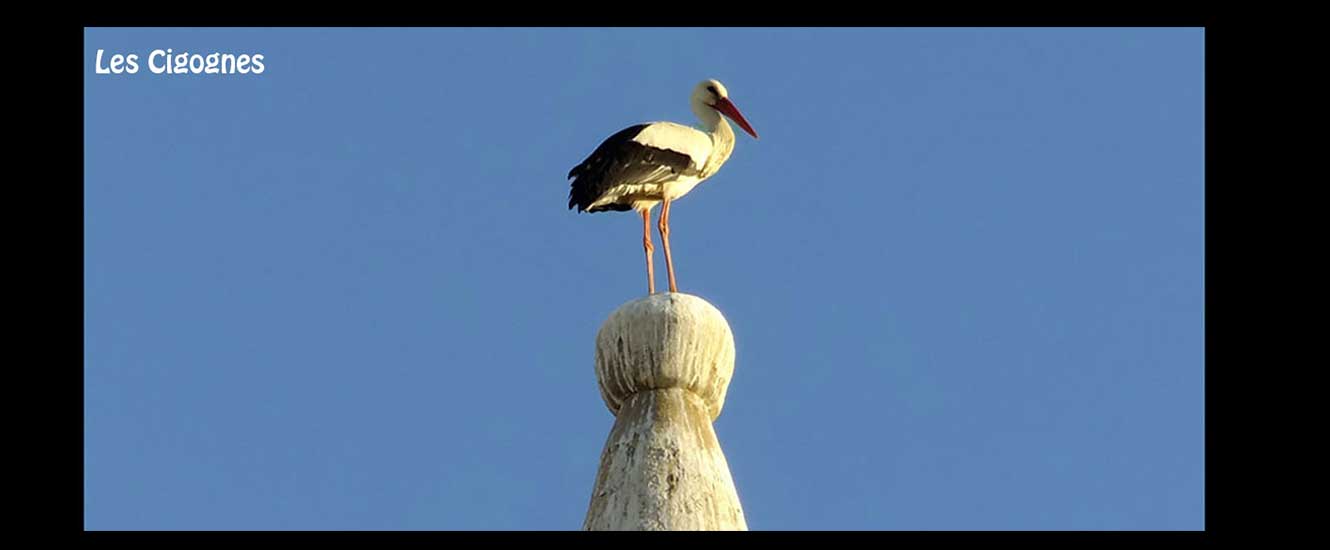 Cigogne
